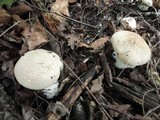 Clitocybe robusta image
