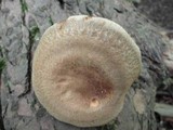 Paxillus involutus image