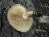 Paxillus involutus image