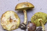 Boletus illudens image