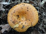Lactarius croceus image
