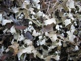 Cladonia apodocarpa image