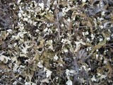 Cladonia apodocarpa image