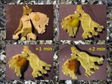 Cladonia apodocarpa image