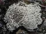 Cladonia petrophila image