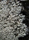 Cladonia petrophila image