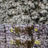 Cladonia petrophila image