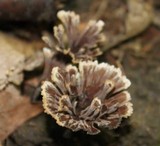 Thelephora caryophyllea image