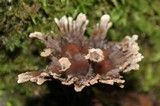 Thelephora caryophyllea image