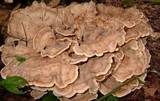 Meripilus sumstinei image