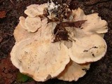 Meripilus sumstinei image