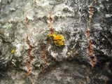 Caloplaca holocarpa image