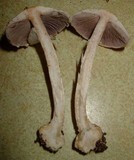 Agaricus silvicola image