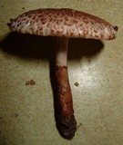 Leucocoprinus brunnescens image