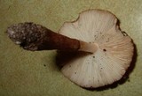 Leucocoprinus brunnescens image