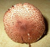 Leucocoprinus brunnescens image