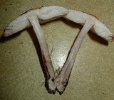 Leucocoprinus brunnescens image