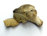 Arcangeliella desjardinii image