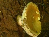 Gyroporus castaneus image