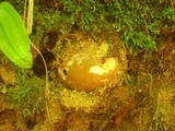 Gyroporus castaneus image