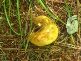 Boletinellus merulioides image