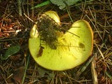 Boletinellus merulioides image