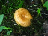 Lactarius thyinos image