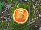 Lactarius thyinos image