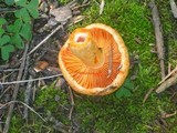 Lactarius thyinos image