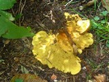Boletinellus merulioides image