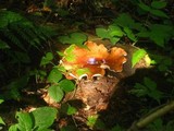 Royoporus badius image