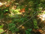 Royoporus badius image