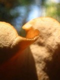 Royoporus badius image