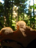 Royoporus badius image