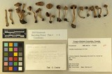 Inocybe cinnamomea image