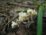 Clavulina coralloides image