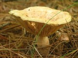 Lactarius vinaceorufescens image