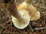 Lactarius vinaceorufescens image