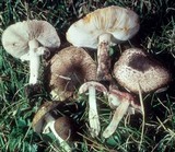 Leucoagaricus brunnescens image