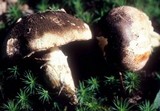 Leucoagaricus brunnescens image