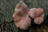 Phlebia incarnata image