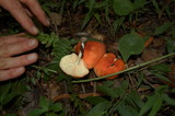 Leucopaxillus gracillimus image