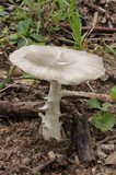 Amanita sect. Vaginatae image