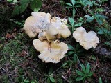 Cantharellus formosus image
