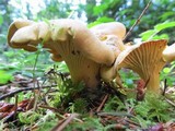 Cantharellus formosus image