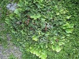 Lobaria virens image