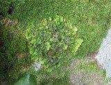 Lobaria virens image