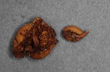 Simocybe sumptuosa image