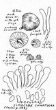 Simocybe sumptuosa image