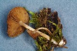 Simocybe sumptuosa image